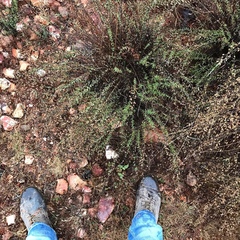 Ageratella microphylla