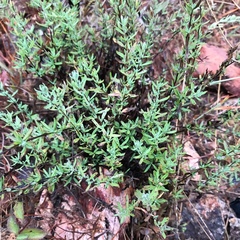 Ageratella microphylla