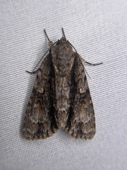 Acronicta connecta