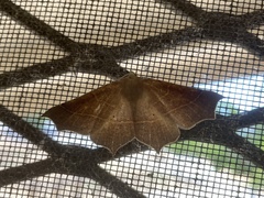 Tetracis cervinaria