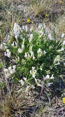 Oxytropis peschkovae