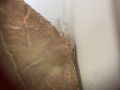 Tetracis cervinaria