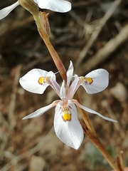 Moraea elliotii