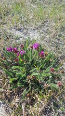 Oxytropis microphylla