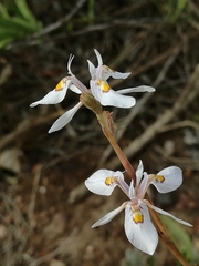 Moraea elliotii