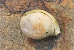 Magellania flavescens