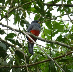 Trogon comptus