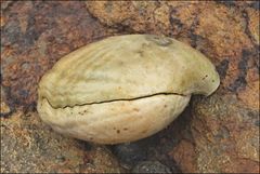 Magellania flavescens