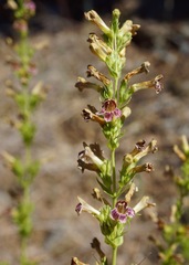 Penstemon deustus suffrutescens
