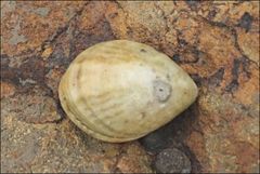 Magellania flavescens