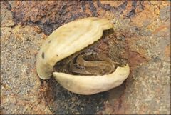 Magellania flavescens