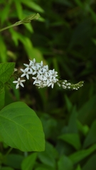 Lysimachia clethroides