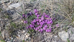 Astragalus angarensis
