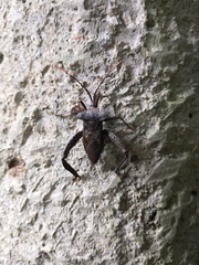 Acanthocephala heissi