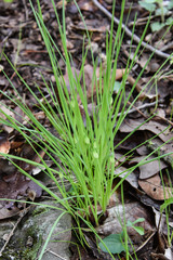 Carex jamesii