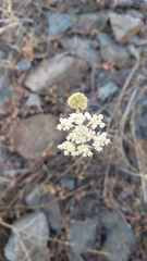 Perideridia bolanderi bolanderi