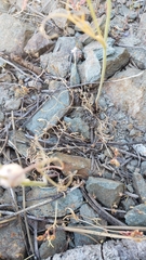 Perideridia bolanderi bolanderi