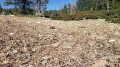 Perideridia bolanderi bolanderi