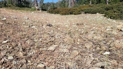 Perideridia bolanderi bolanderi