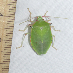 Chlorocoris rufispinus