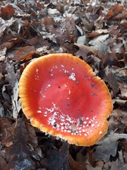 Amanita muscaria