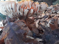 Amanita muscaria