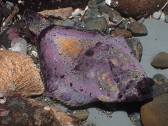 Pleuronichthys coenosus