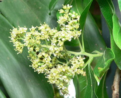 Heteropyxis natalensis