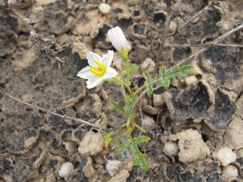 Solanum lacunarium