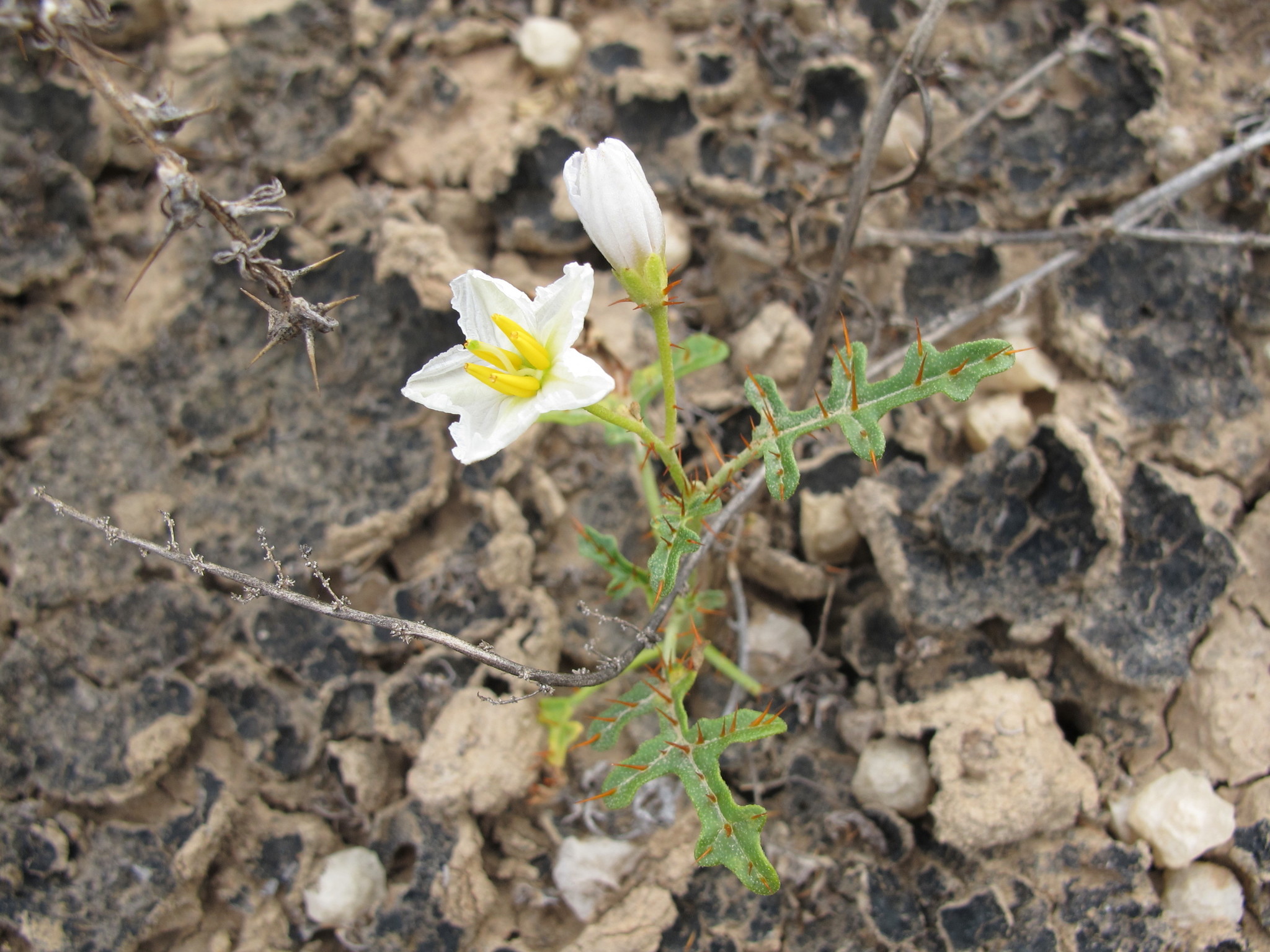 Solanum lacunarium