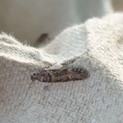 Teleiopsis diffinis