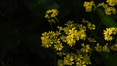 Sinosenecio oldhamianus