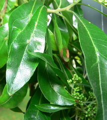 Heteropyxis natalensis