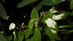 Saururus chinensis