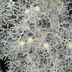 Senecio leucostachys