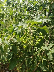 Ehretia latifolia
