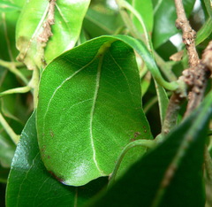 Heteropyxis natalensis