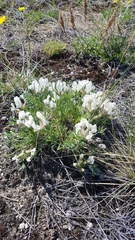 Oxytropis peschkovae