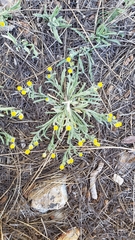 Erigeron aphanactis aphanactis