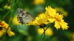 Melanargia lugens
