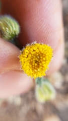 Erigeron aphanactis aphanactis
