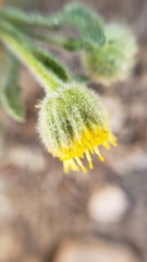 Erigeron aphanactis aphanactis