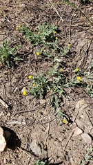 Erigeron aphanactis aphanactis