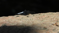 Orthetrum triangulare