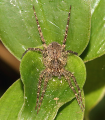 Ornodolomedes