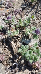 Dracocephalum pinnatum