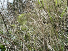 Oloptum miliaceum