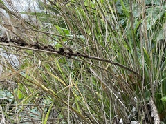 Oloptum miliaceum