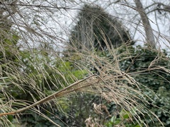 Oloptum miliaceum