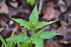 Asclepias quadrifolia